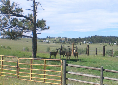 Deer, near Elizabeth, Colorado.